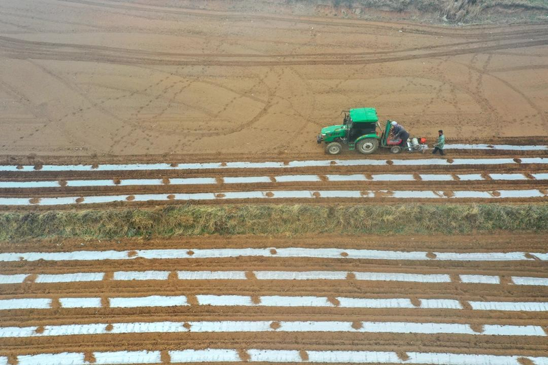 黑龙江马铃薯种植技术