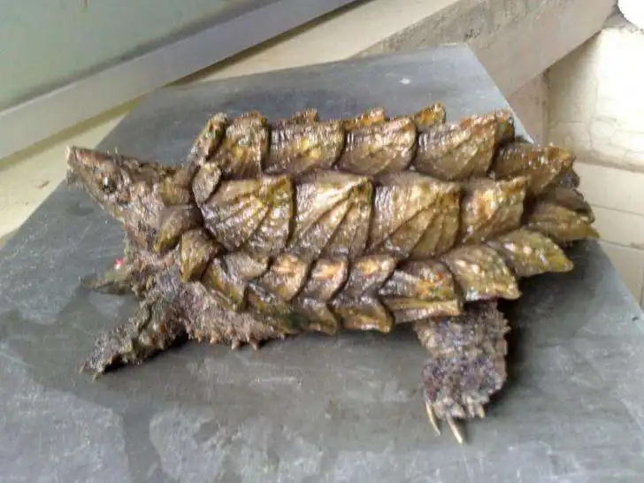 鳄龟养殖成本和利润