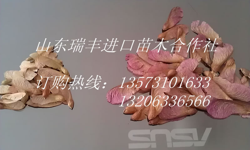 美国大榛子 种植技术