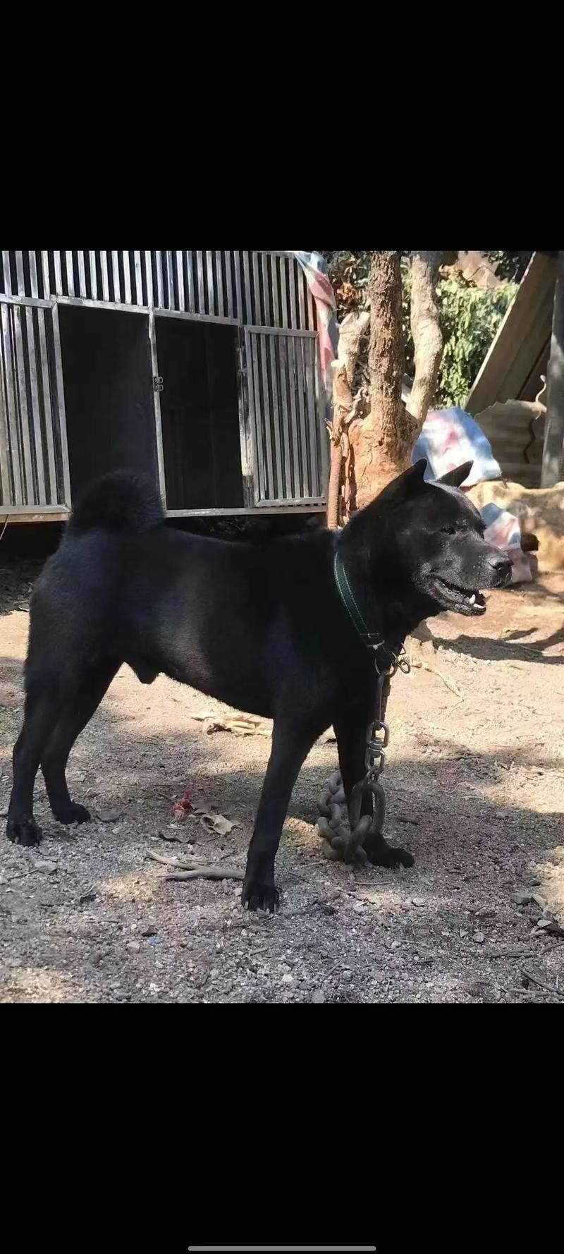 两广土狗特点