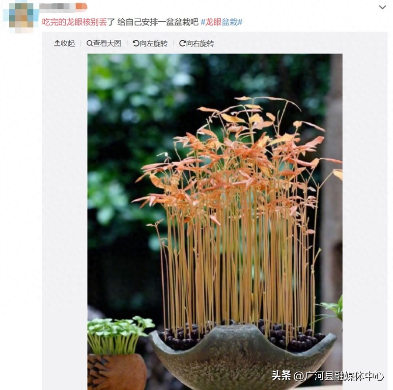 含羞草种子种植方法