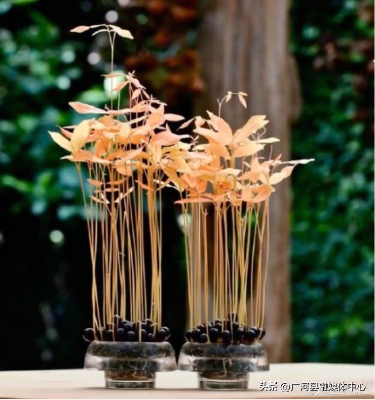 含羞草种子种植方法