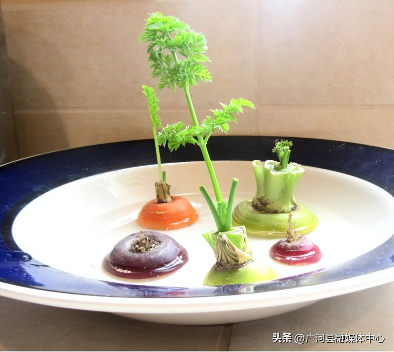 含羞草种子种植方法