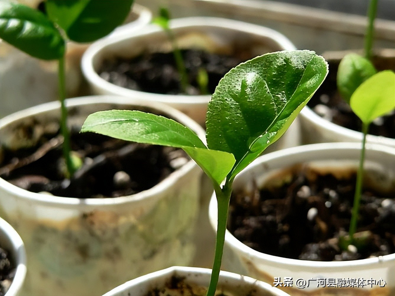 含羞草种子种植方法