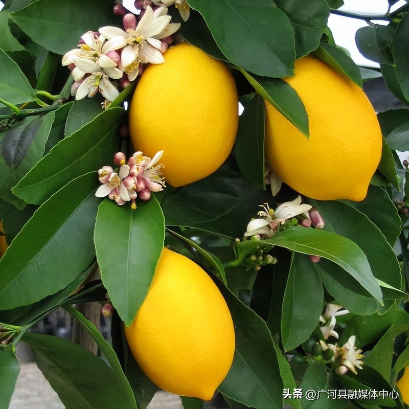 含羞草种子种植方法