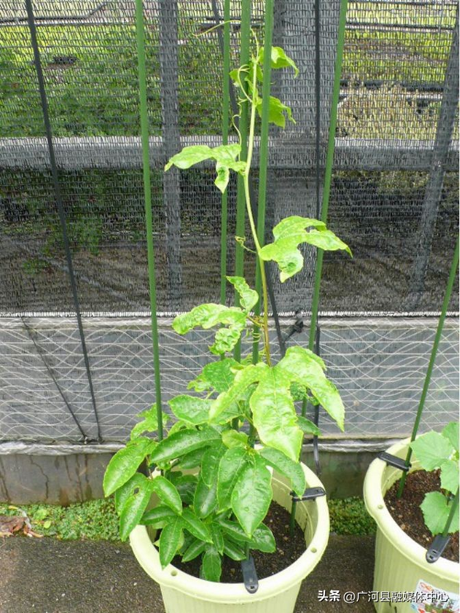 含羞草种子种植方法