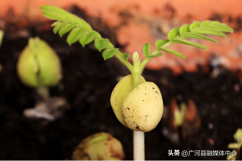 含羞草种子种植方法