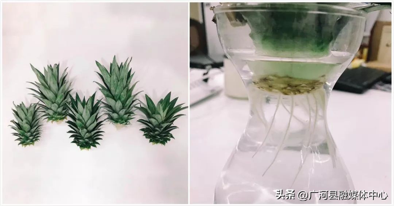 含羞草种子种植方法