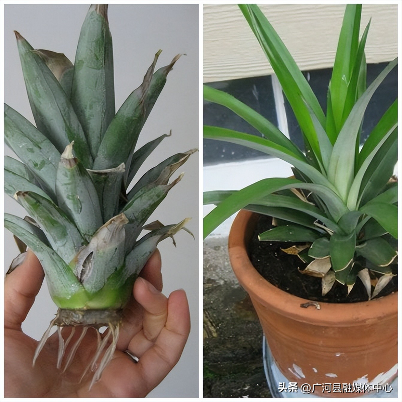 含羞草种子种植方法