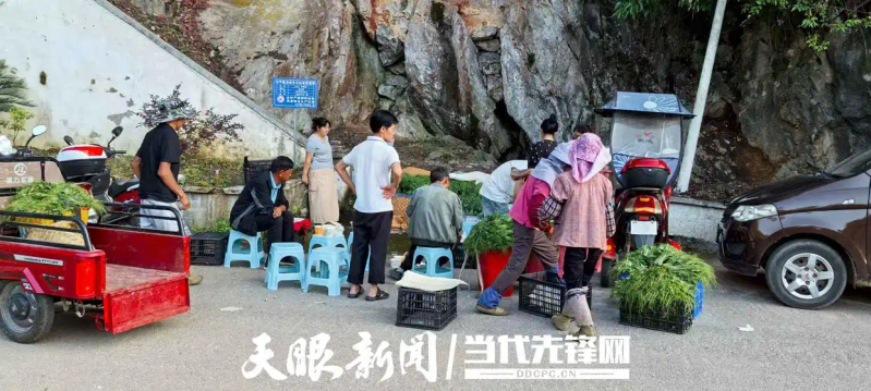 佛手瓜尖的种植技术