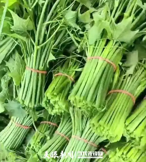 佛手瓜尖的种植技术