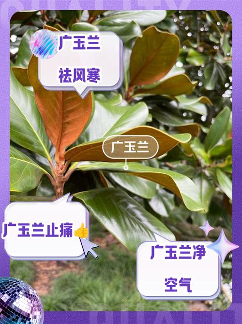 玉兰种子种植技术