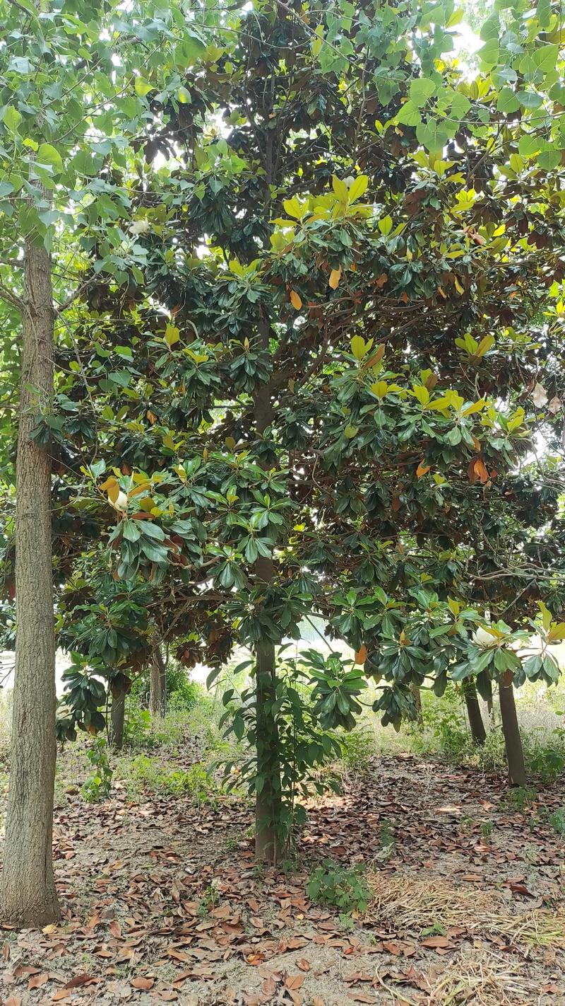 玉兰种子种植技术