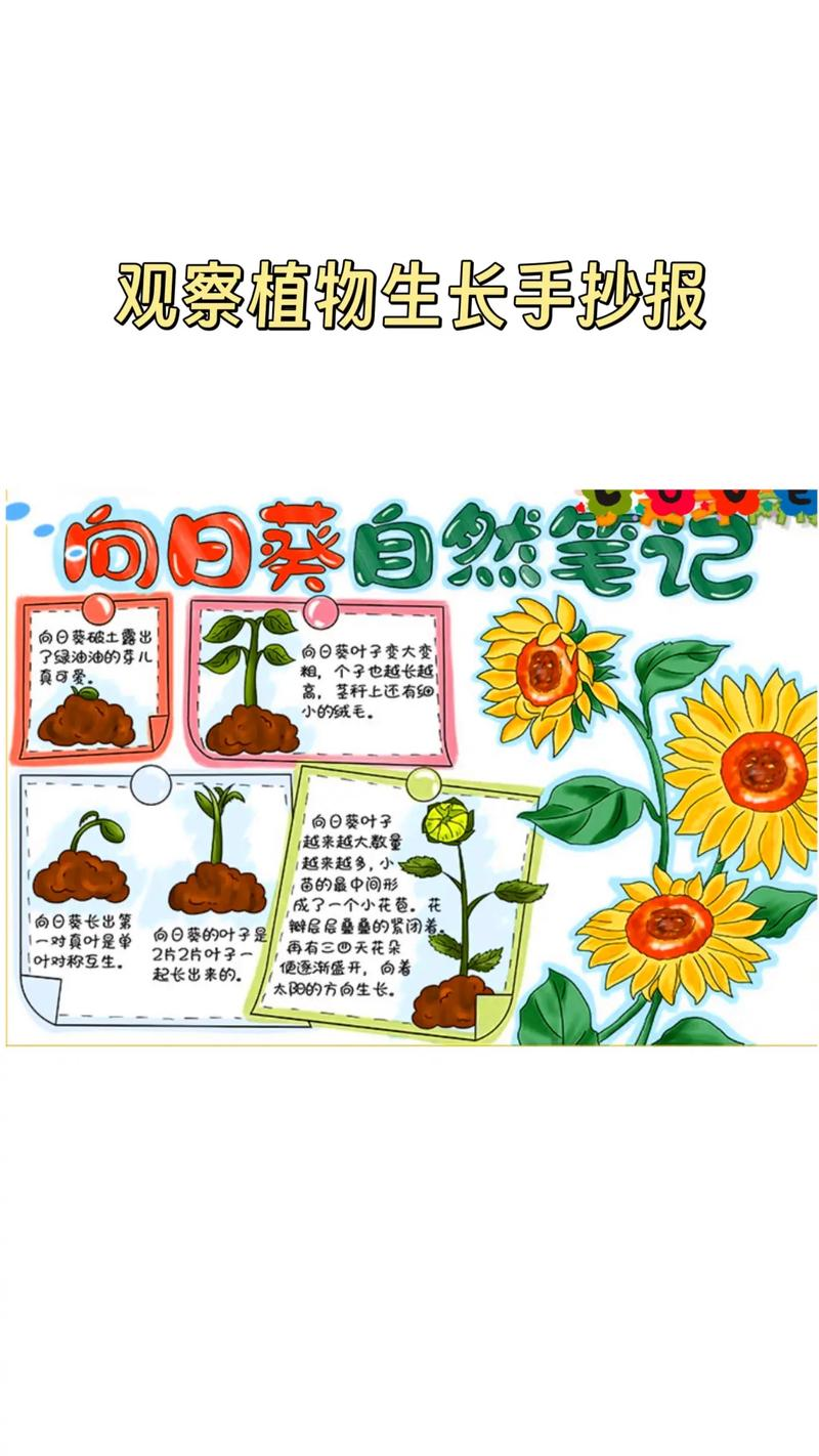 向日葵种子种植方法