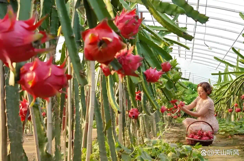适合大棚种植的水果