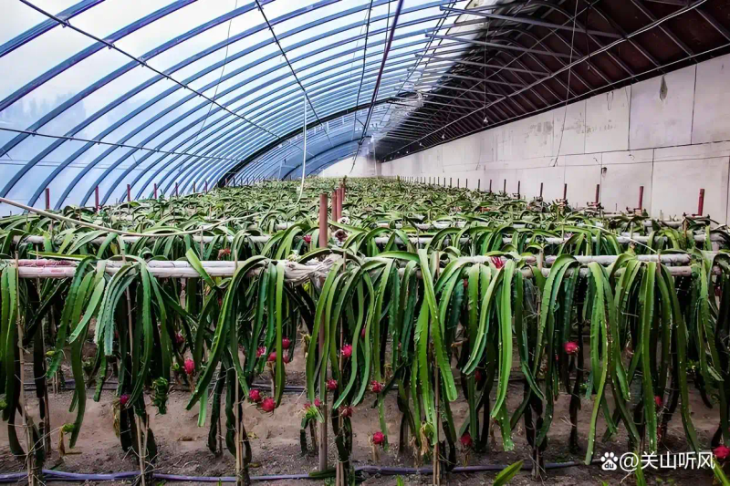 适合大棚种植的水果