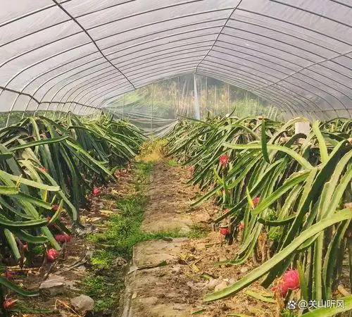 适合大棚种植的水果