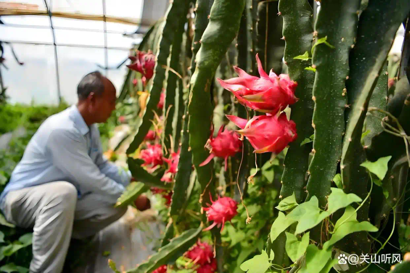 适合大棚种植的水果