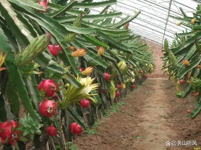 适合大棚种植的水果