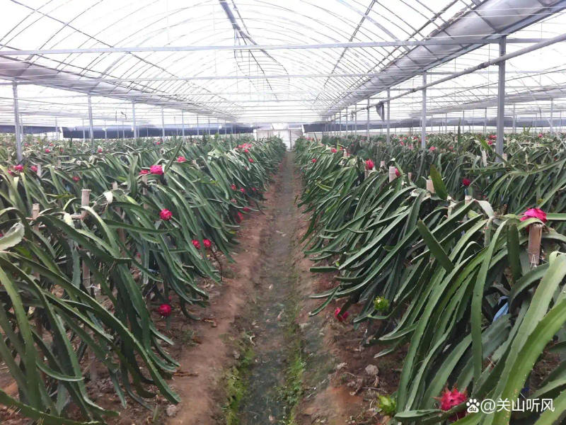 适合大棚种植的水果