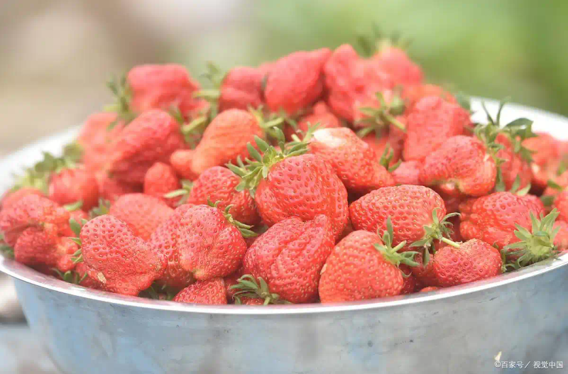 阳台草莓种植技术