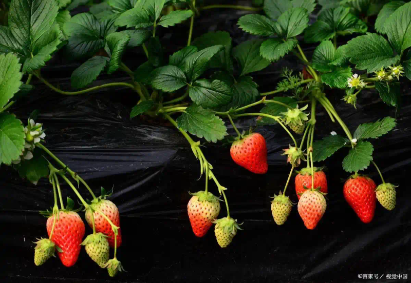 阳台草莓种植技术