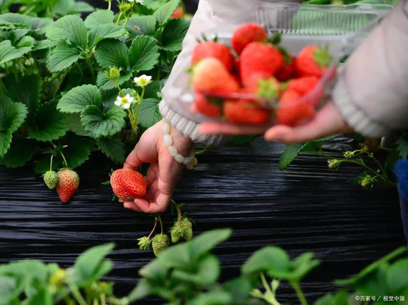 阳台草莓种植技术