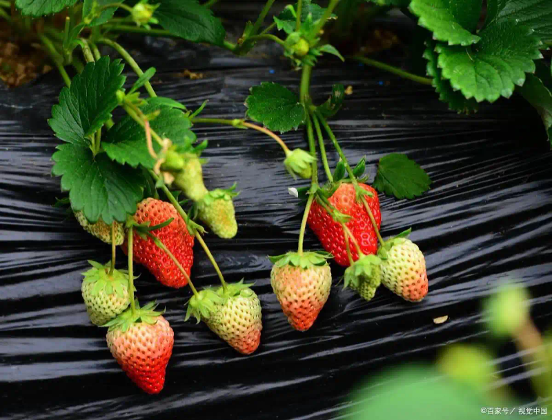 阳台草莓种植技术