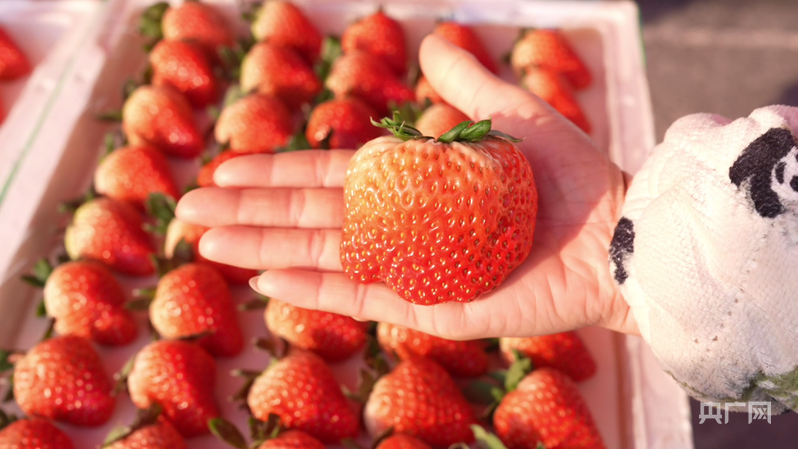 大棚草莓种植技术视频