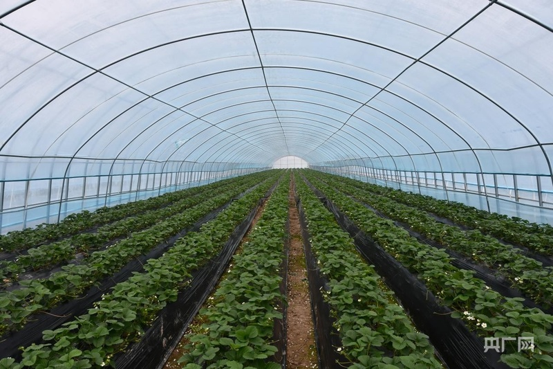 大棚草莓种植技术视频