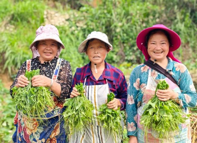 佛手瓜尖的种植技术