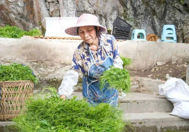 佛手瓜尖的种植技术