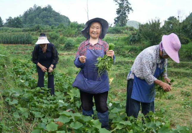 佛手瓜尖的种植技术