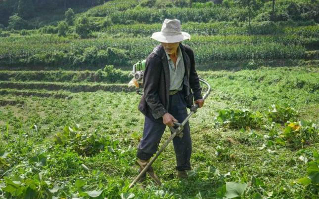 佛手瓜尖的种植技术