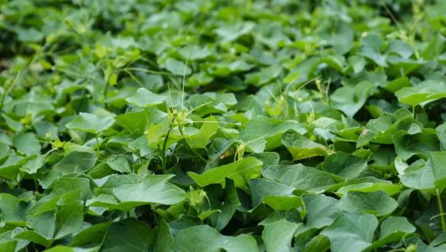 佛手瓜尖的种植技术