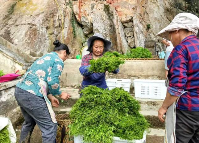 佛手瓜尖的种植技术