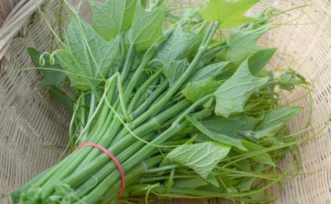 佛手瓜尖的种植技术