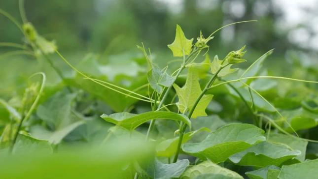 佛手瓜尖的种植技术