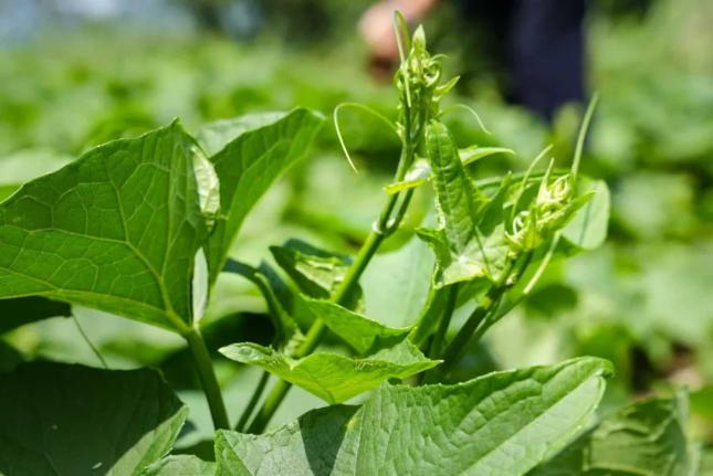 佛手瓜尖的种植技术