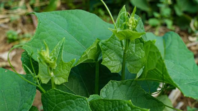 佛手瓜尖的种植技术