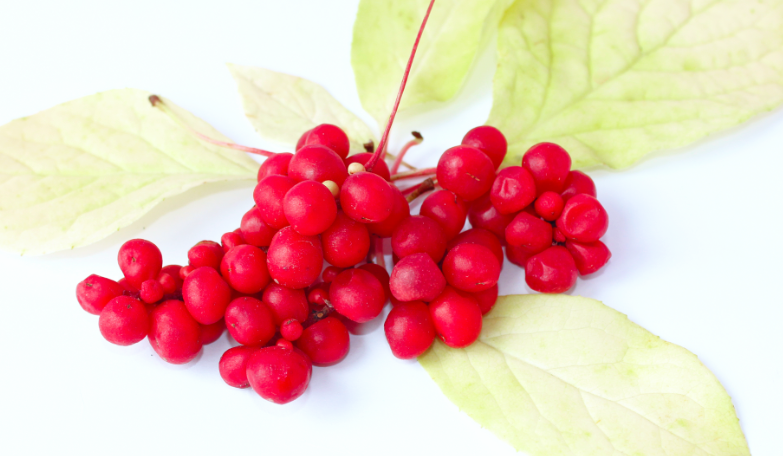 北五味子种植技术