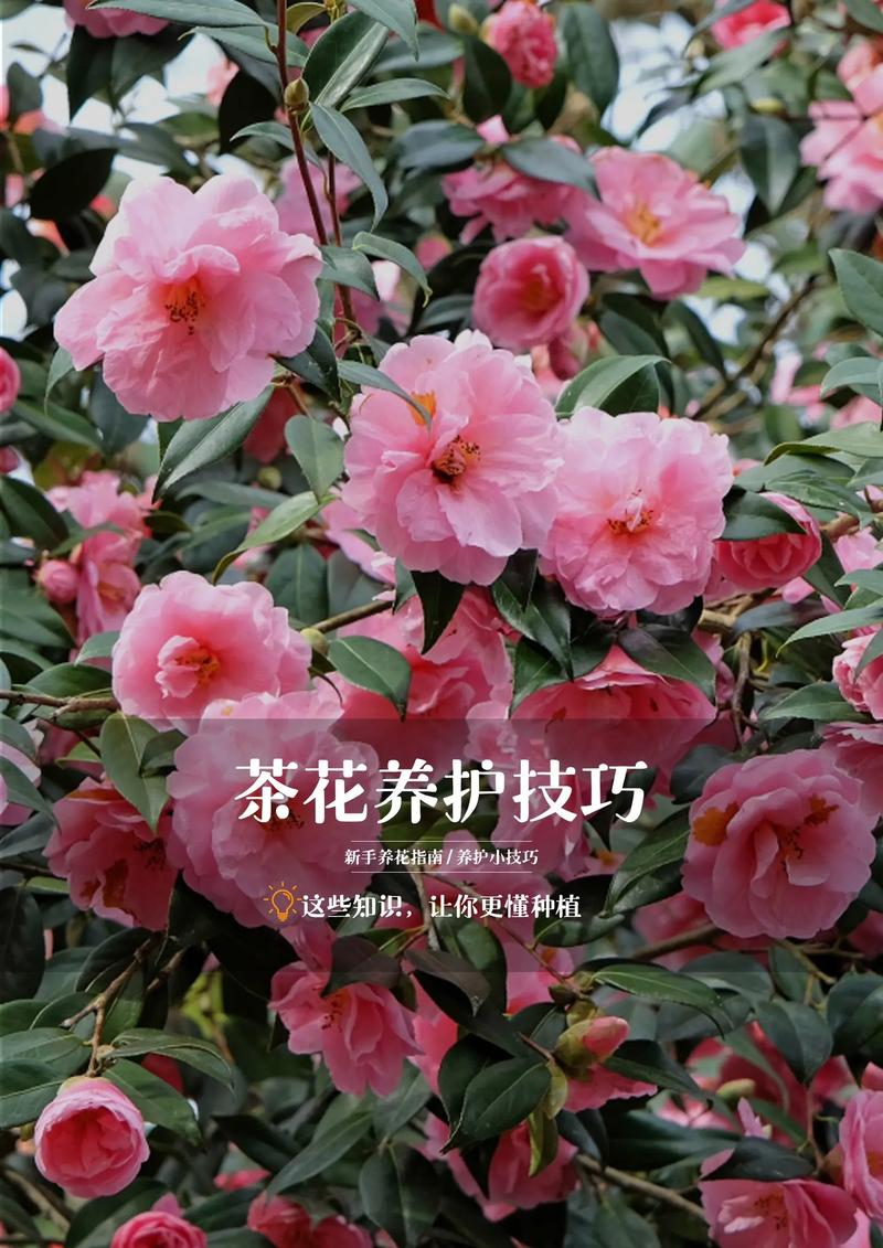 茶花的种植方法