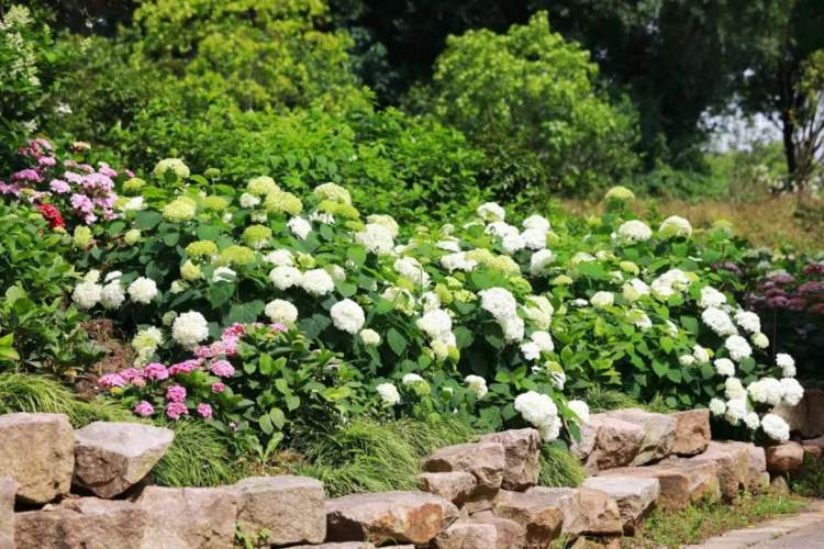 绣球花种子种植方法