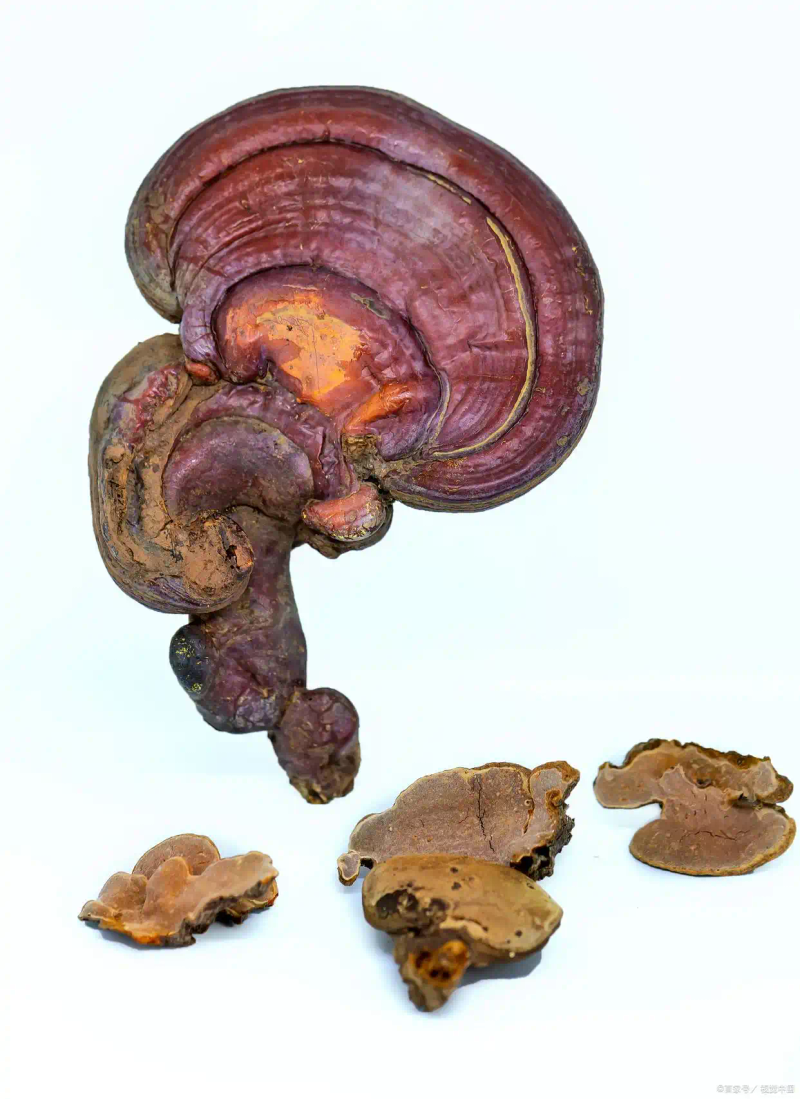 适合大棚种植的水果