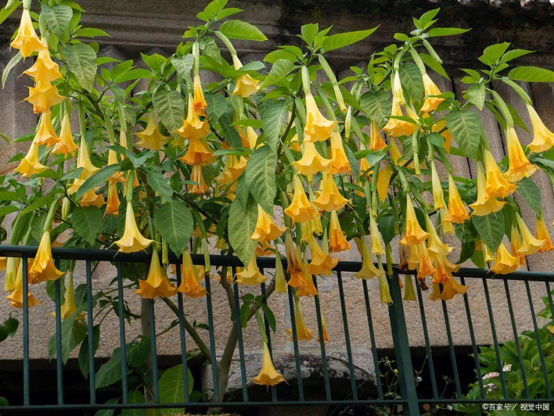 适合大棚种植的水果