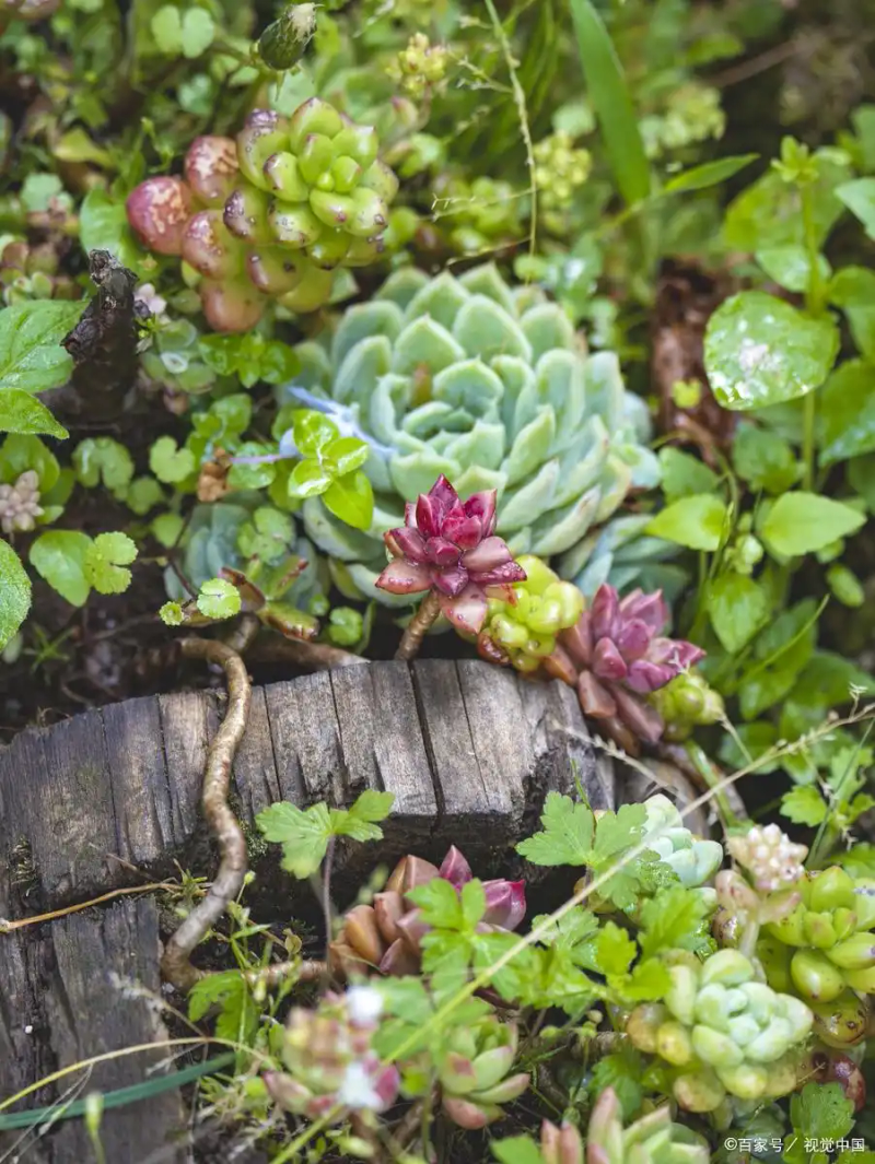 适合大棚种植的水果