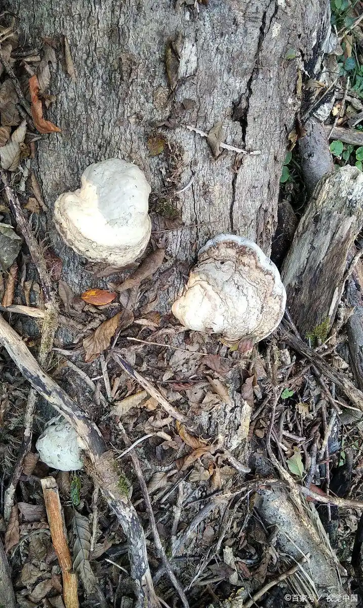 适合大棚种植的水果