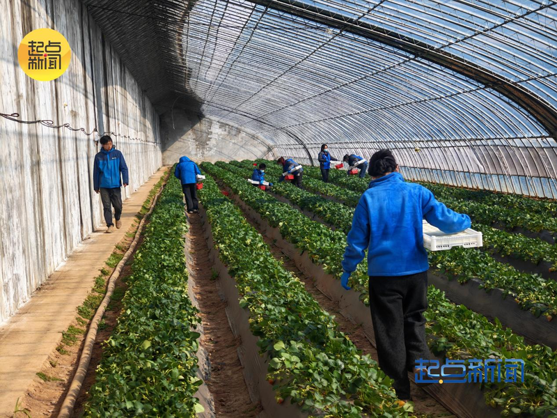大棚草莓种植技术视频