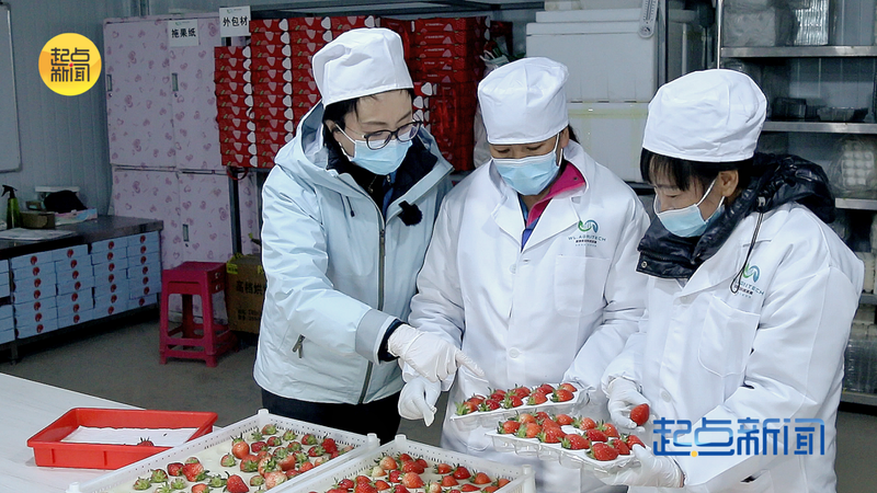 大棚草莓种植技术视频