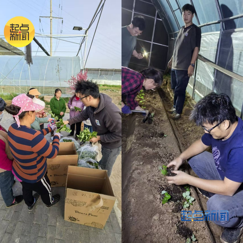 大棚草莓种植技术视频